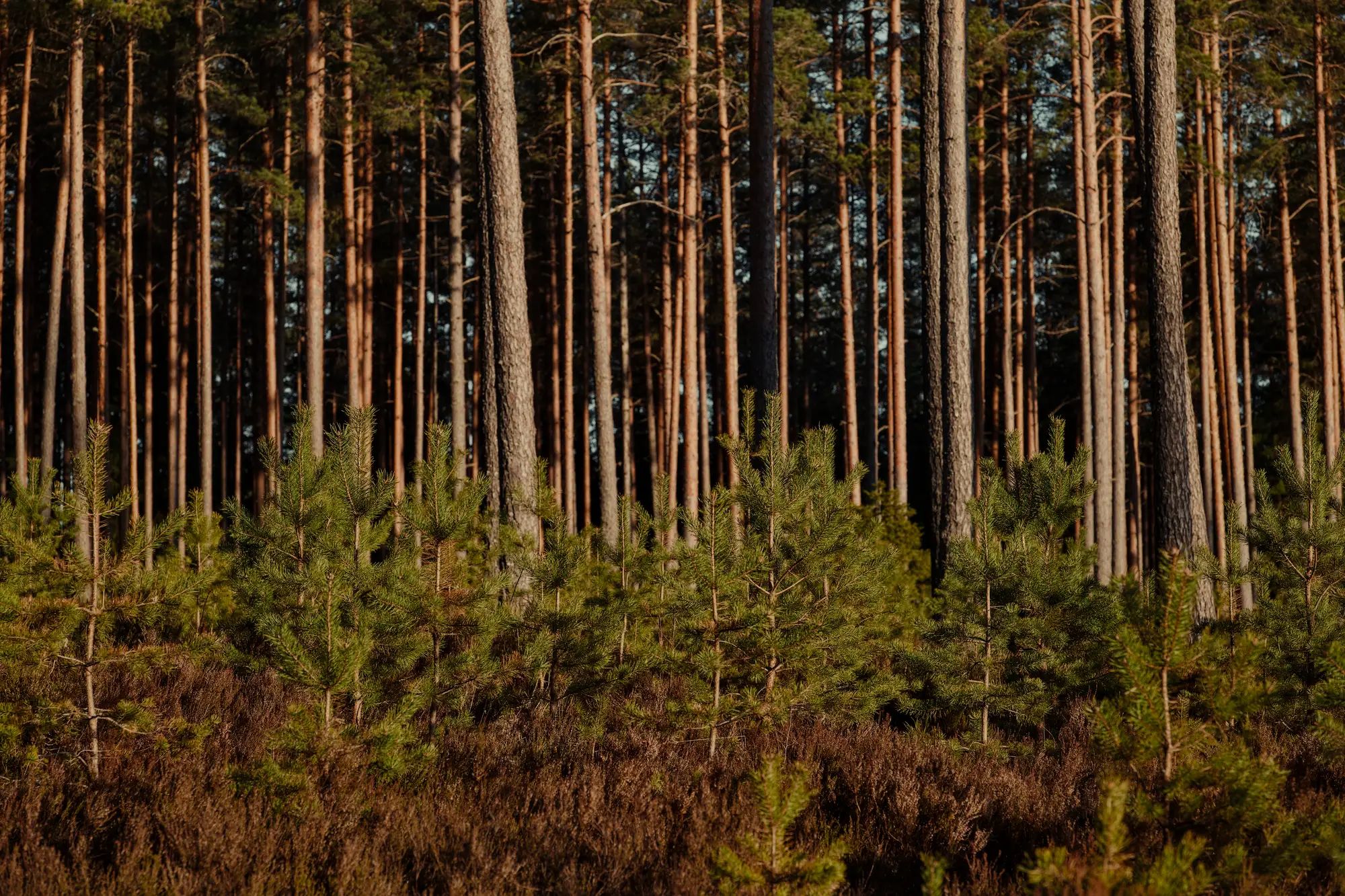 Tall pines with a patch of young regeneration coming up beneath them