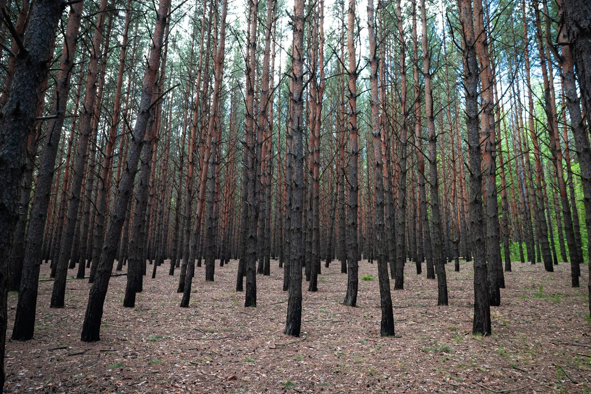 Straight rows of tall pine trunks in a planted stand